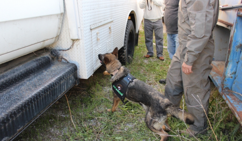 İş Köpeği Eğitimi ve Satışı