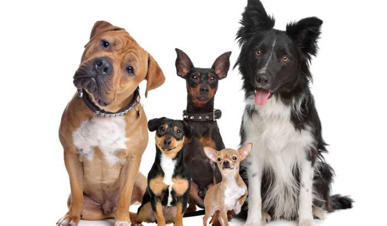 Köpek Eğitimi ve Satışı