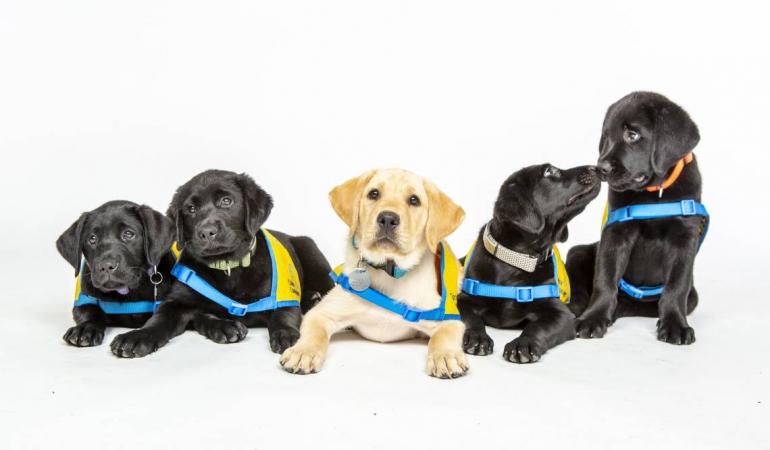 Yavru Köpek Eğitimi