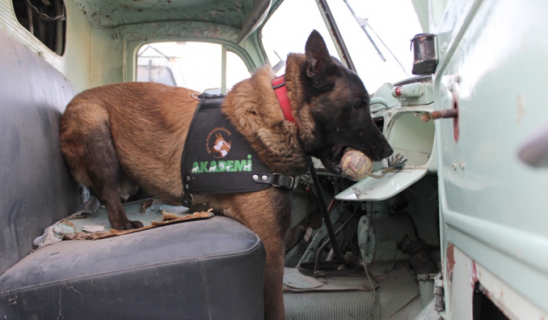 Patlayıcı Dedektör Köpeği